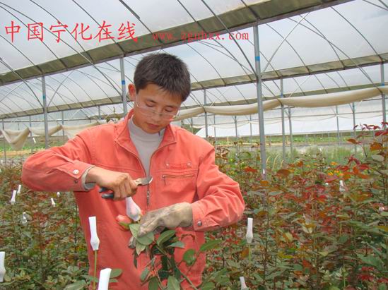 曹增添：回鄉“扛鋤頭”的大學生