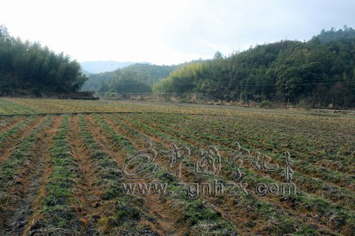 熊生輝:山坳里種起了“致富花”