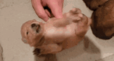 咯吱咯吱 人為什么不能撓自己癢癢？