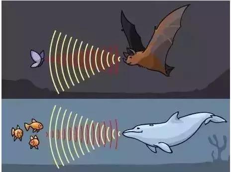 為何有人聽到指甲劃黑板的聲音就狂躁？