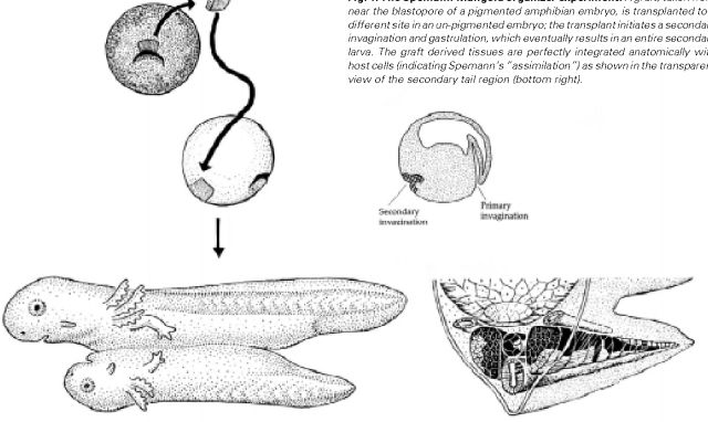 人類受精卵是怎樣發育成胎兒的？