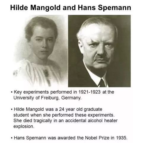 人類受精卵是怎樣發育成胎兒的？