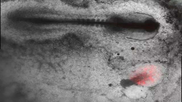 人類受精卵是怎樣發育成胎兒的？