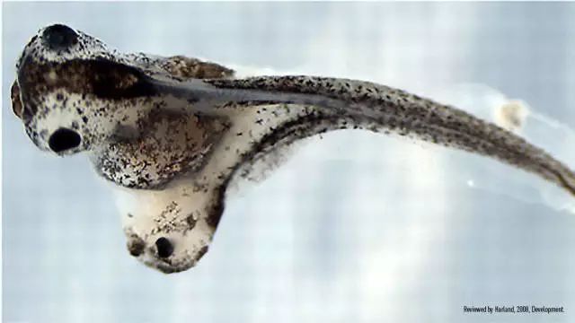 人類受精卵是怎樣發育成胎兒的？