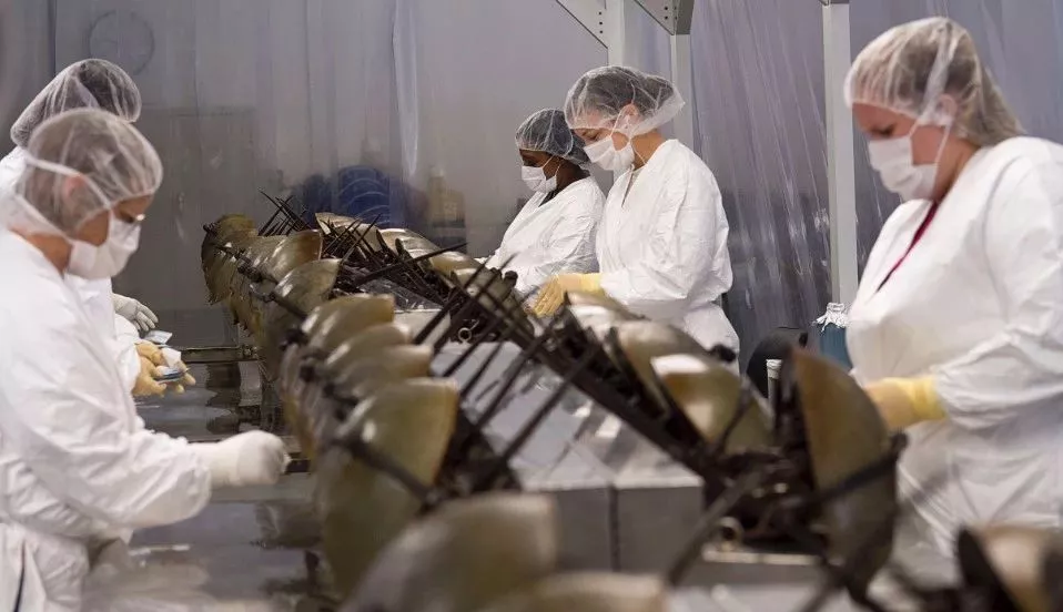 它活了4億年 靠藍色血液救死扶傷