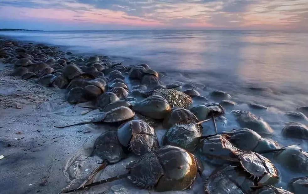 它活了4億年 靠藍色血液救死扶傷