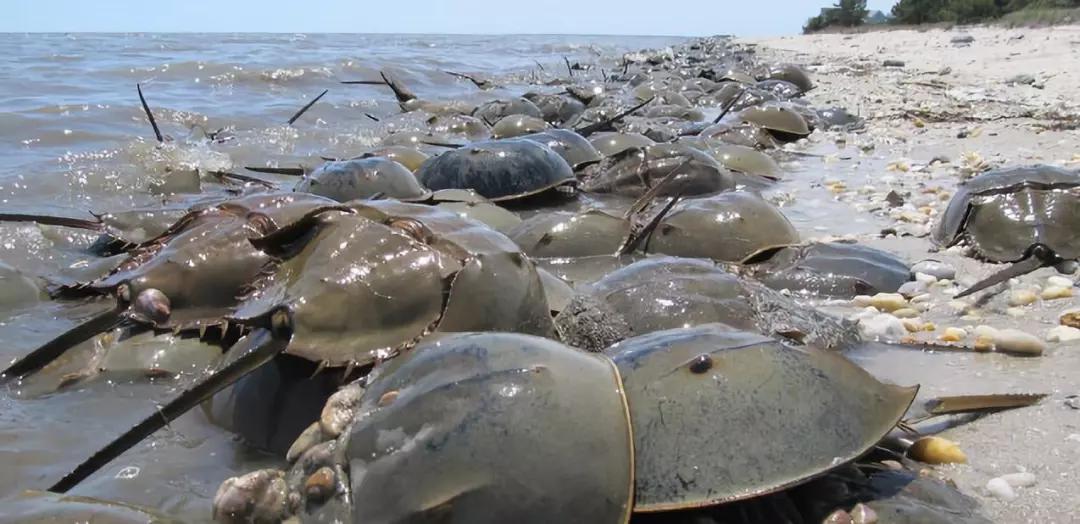 它活了4億年 靠藍色血液救死扶傷