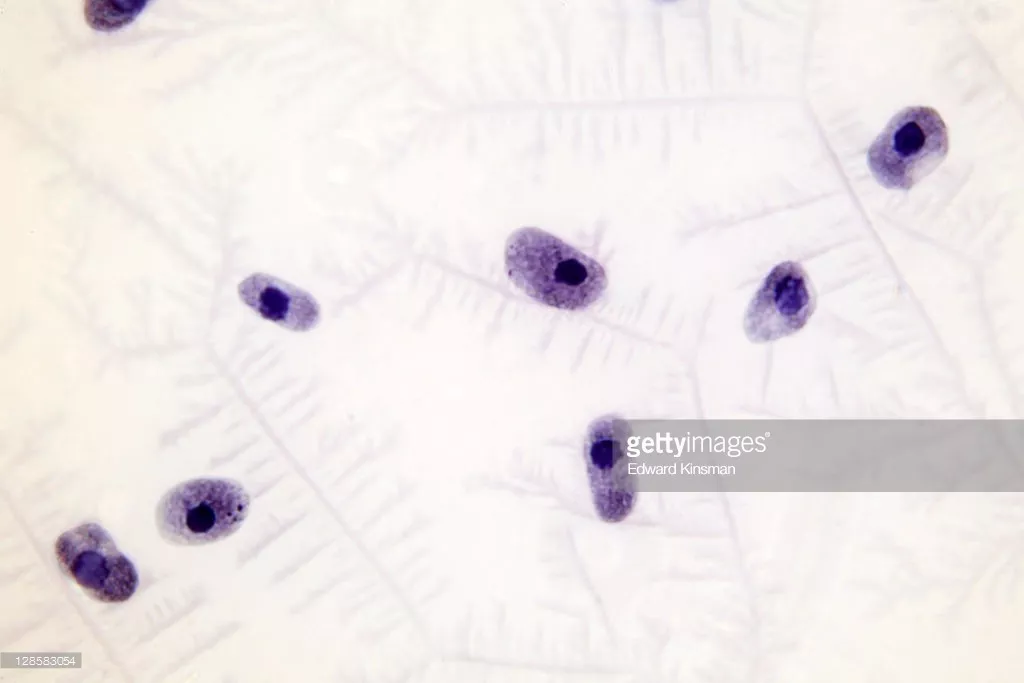 它活了4億年 靠藍色血液救死扶傷
