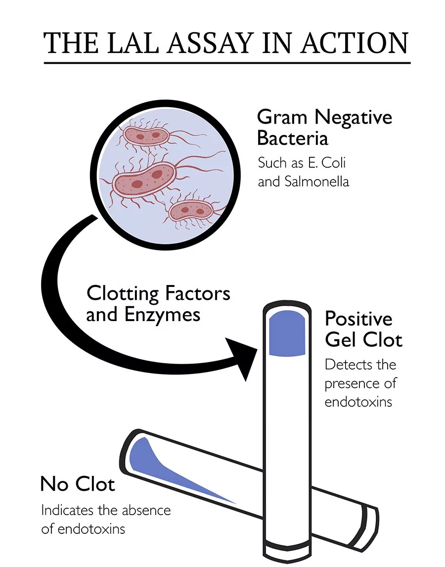 它活了4億年 靠藍色血液救死扶傷