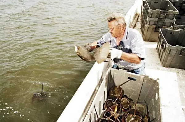 它活了4億年 靠藍色血液救死扶傷