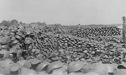 它活了4億年 靠藍色血液救死扶傷