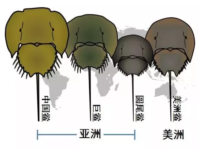 它活了4億年 靠藍色血液救死扶傷