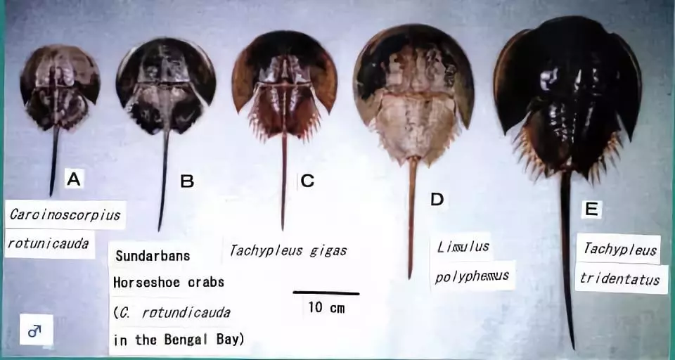 它活了4億年 靠藍色血液救死扶傷