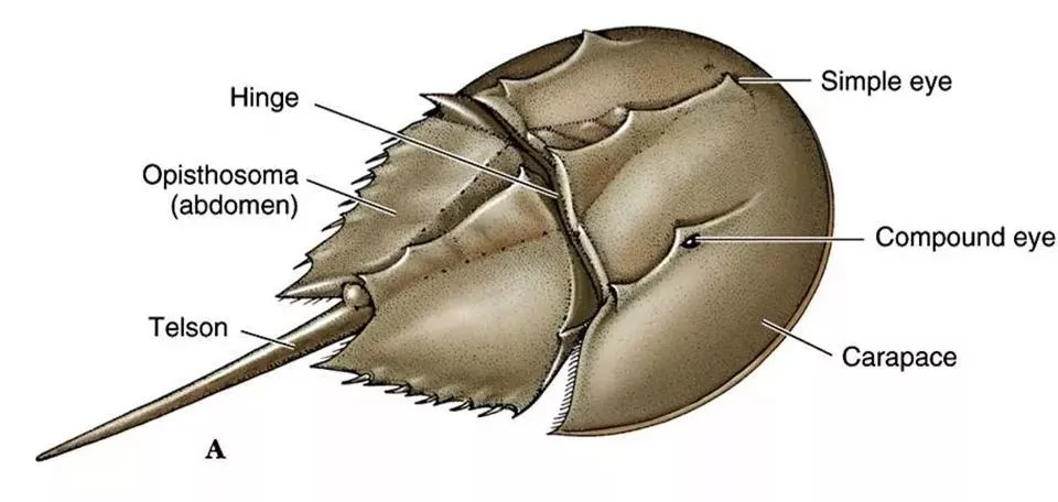 它活了4億年 靠藍色血液救死扶傷