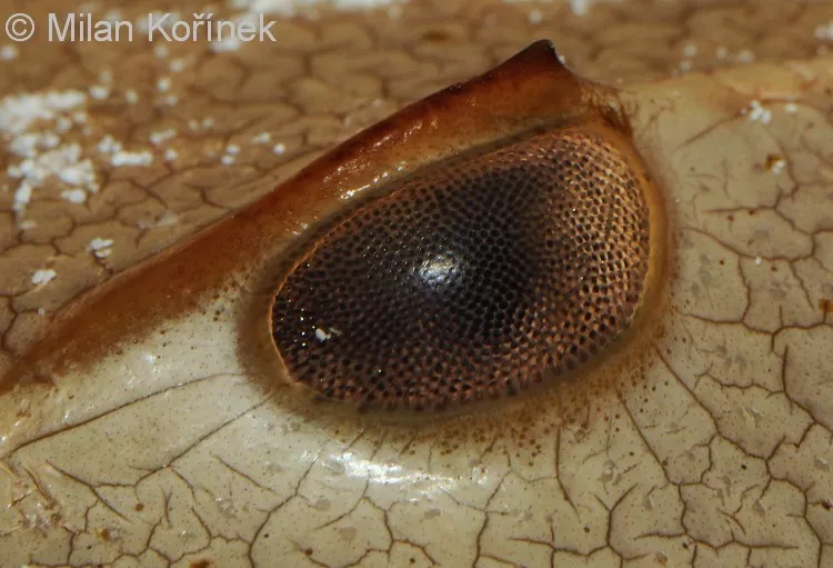 它活了4億年 靠藍色血液救死扶傷