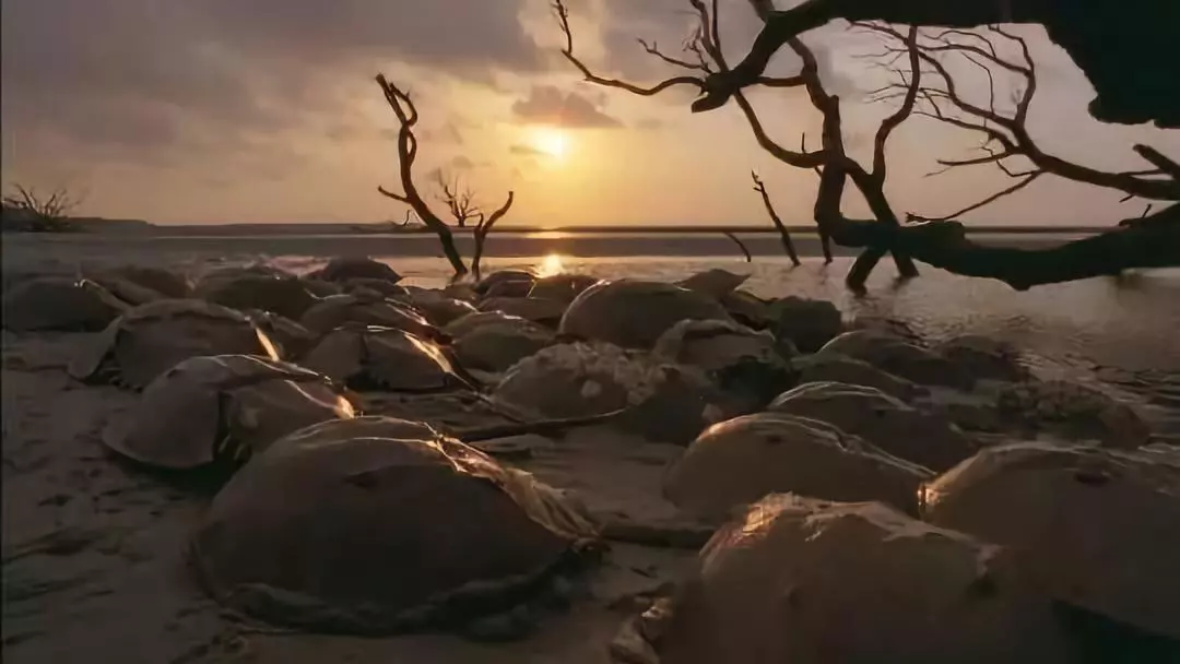 它活了4億年 靠藍色血液救死扶傷