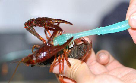 消暑美味小龍蝦怎么吃才健康?
