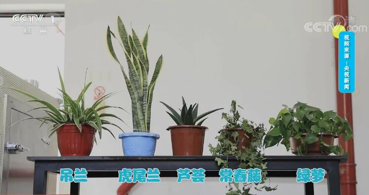 植物