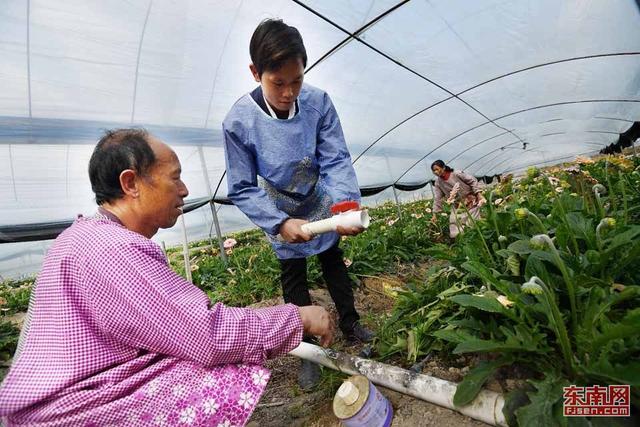 龍巖大學生舍棄高薪回農村種花 帶動貧困戶增收