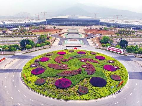 榕城檵木紅幾乎在同一時(shí)間綻放 滿城紅艷艷