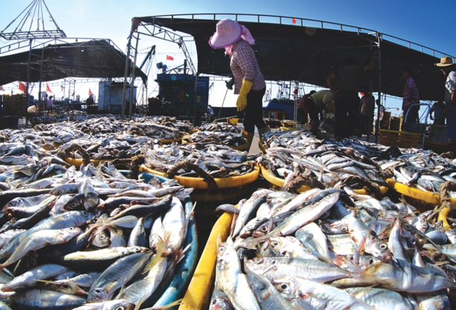 石獅：開漁歸來新鮮漁貨上市 