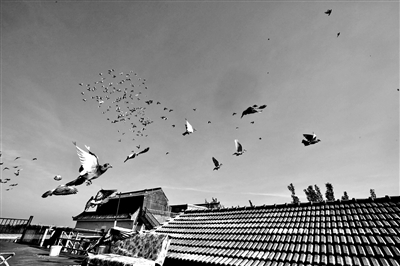 7萬羽和平鴿亮相國(guó)之大典 信鴿育種飼養(yǎng)馴放皆有門道