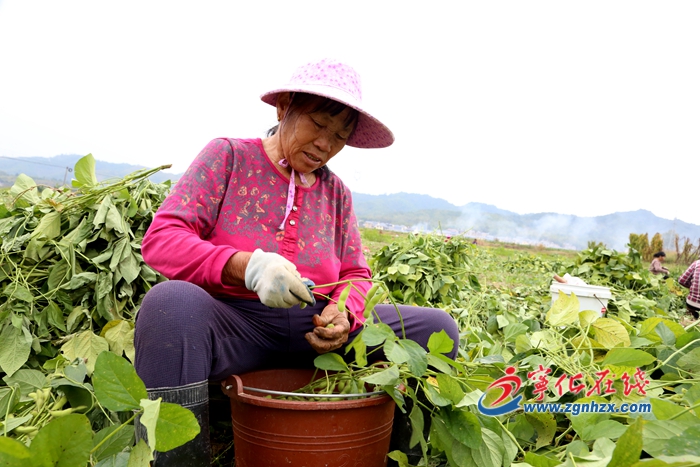 寧化湖村鎮:700畝毛豆助農增收