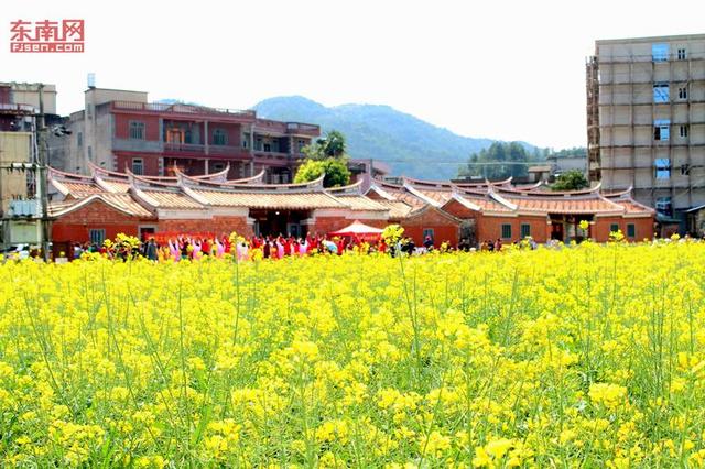 花海暢游 泉州洛江虹山油菜花文化節(jié)開(kāi)幕
