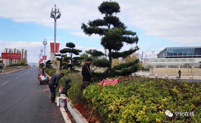 寧化城區中環路新種300余棵景觀樹