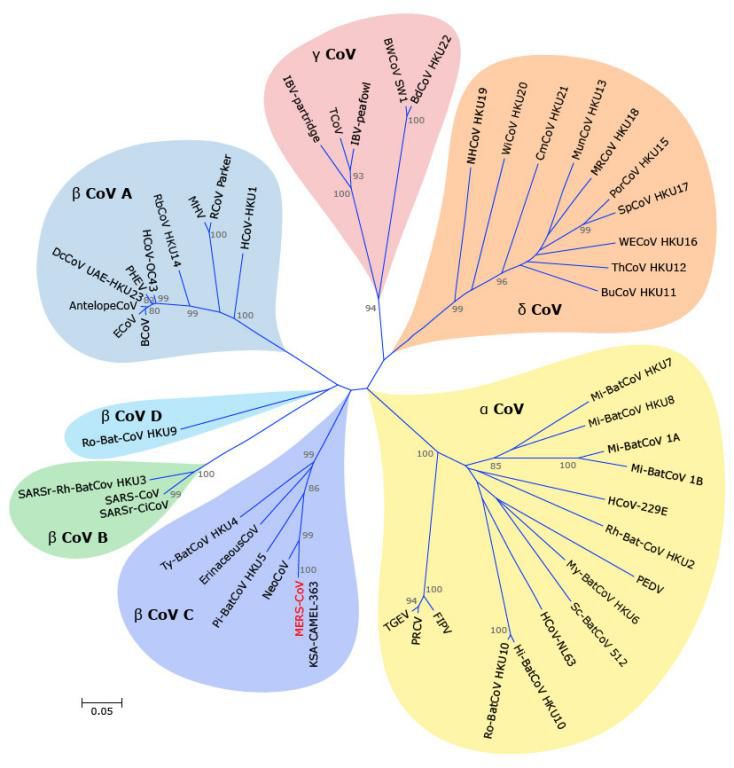 冠狀病毒是什么？中國疾控中心告訴你！
