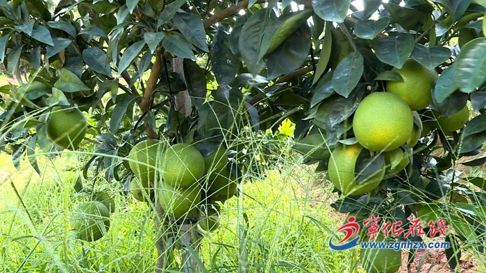 寧化淮土鎮(zhèn):發(fā)展臍橙產(chǎn)業(yè) 擴(kuò)寬致富之路