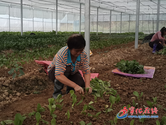 【鄉(xiāng)村振興】寧化安樂(lè)鎮(zhèn)：多肉種植基地生產(chǎn)忙