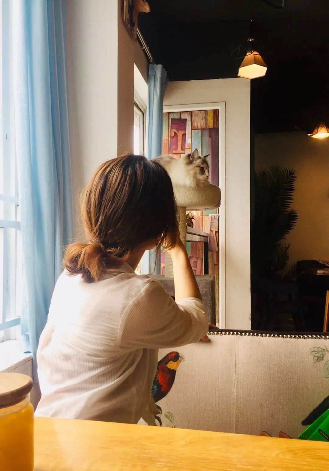 吸貓成癮,養(yǎng)貓“致貧”?年輕人催熱“貓咪經(jīng)濟”