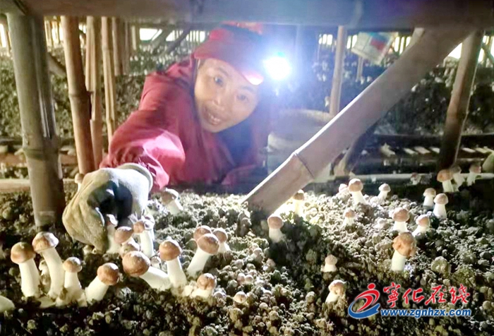 【鄉(xiāng)村振興】寧化泉上鎮(zhèn)：小小姬松茸，撐起“致富傘”