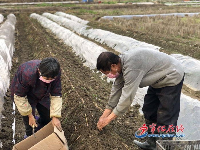寧化曹坊：戰“疫”保春耕助扶貧