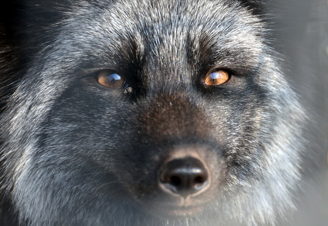 迷茫的野生動(dòng)物養(yǎng)殖產(chǎn)業(yè):1400萬(wàn)從業(yè)者何處去