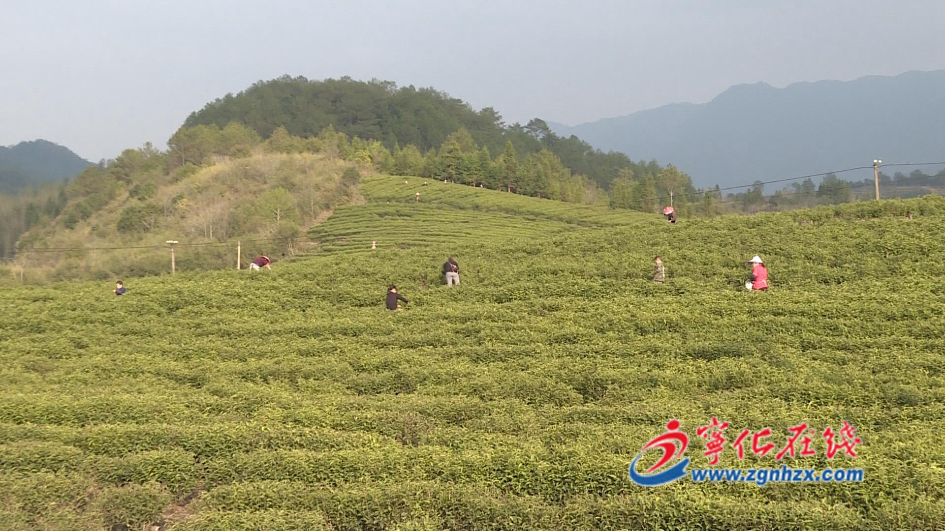 組圖|寧化湖村鎮(zhèn)：3600畝春茶開采