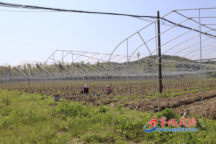寧化濟村：火龍果基地種植忙