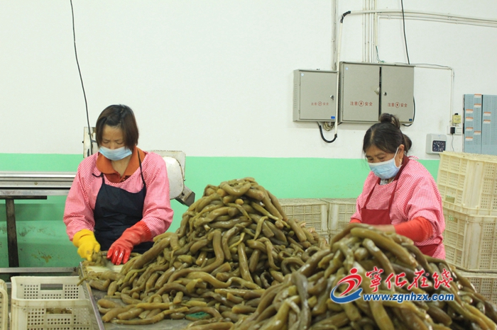 寧化：小黃瓜產業助力精準扶貧