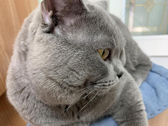 曾被剪掉胡子的小貓慢慢