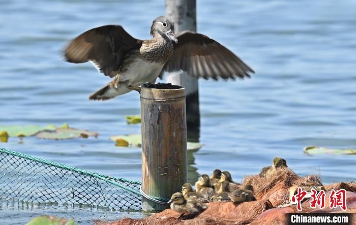 女子三次抓西湖小鴛鴦 網友:抓鴛鴦一輩子單身