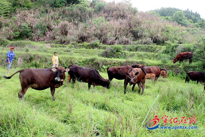 【小康來敲門】 寧化脫貧戶陳庭清的“?！鄙? width=