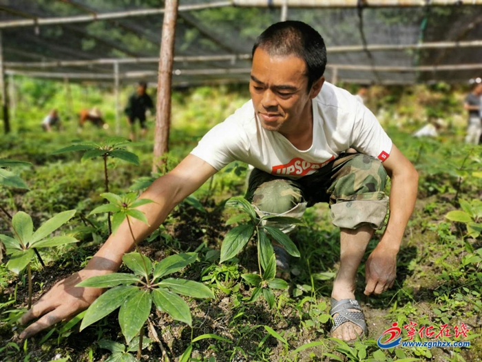 【小康來敲門】撂荒地里產(chǎn)業(yè)興