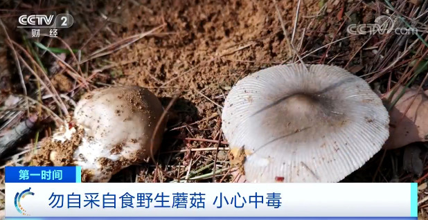 【快看·健康】飲食消費提示：勿自采自食野生蘑菇 小心中毒