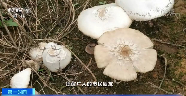 【快看·健康】疾控中心專家提醒：煮蘑菇前請拍照、留樣