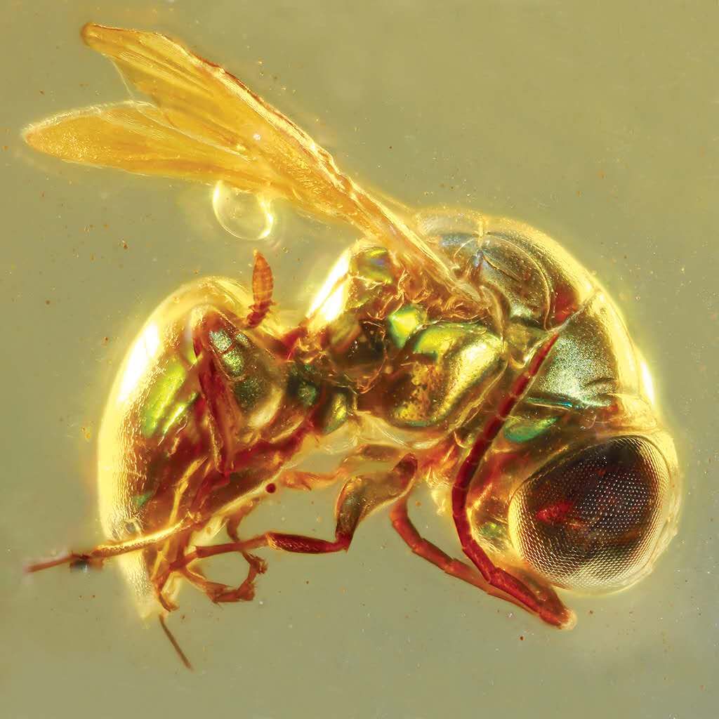 一億年前昆蟲是什么顏色？專家用琥珀化石揭秘