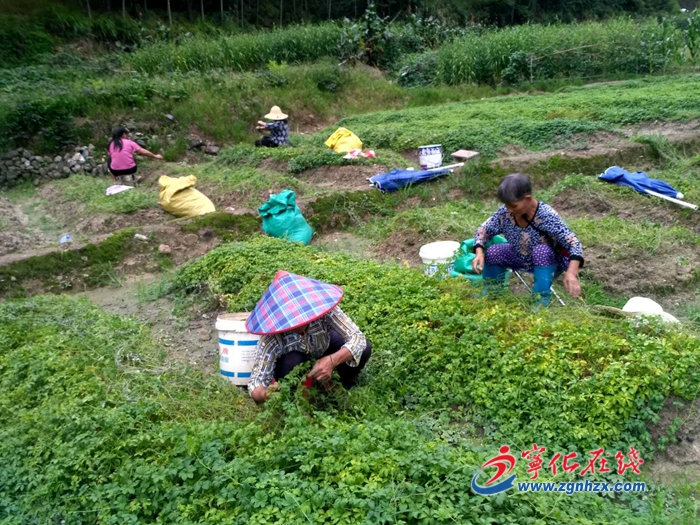 【鄉村振興】寧化安樂鎮：七葉膽鋪就“致富路”