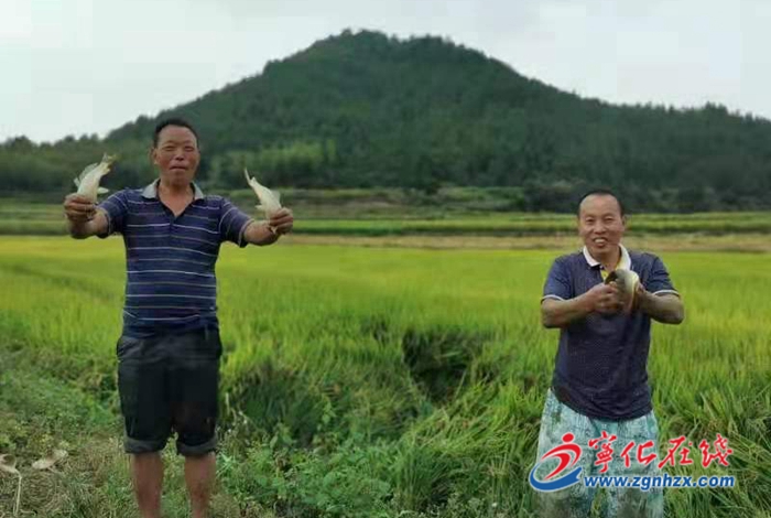 堅持黨建引領，河龍鄉走出產業振興新路子