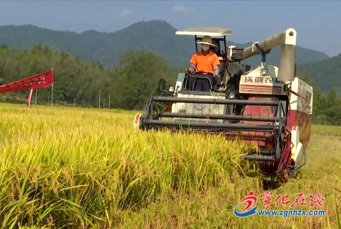 寧化:水稻機械精量直播測產(chǎn)驗收獲豐收