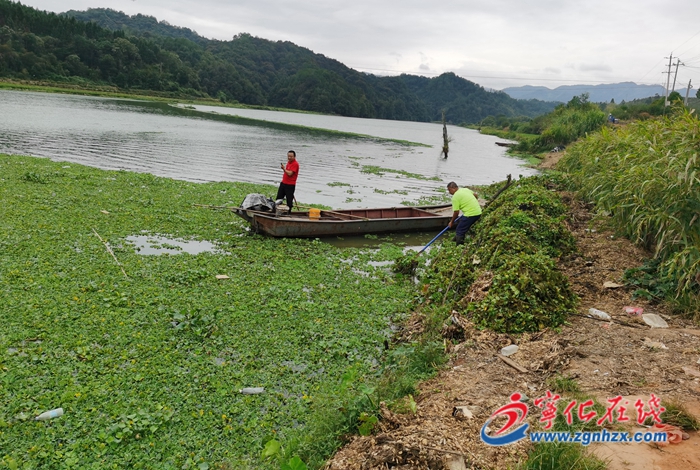 寧化城南:集中開展水葫蘆專項打撈行動